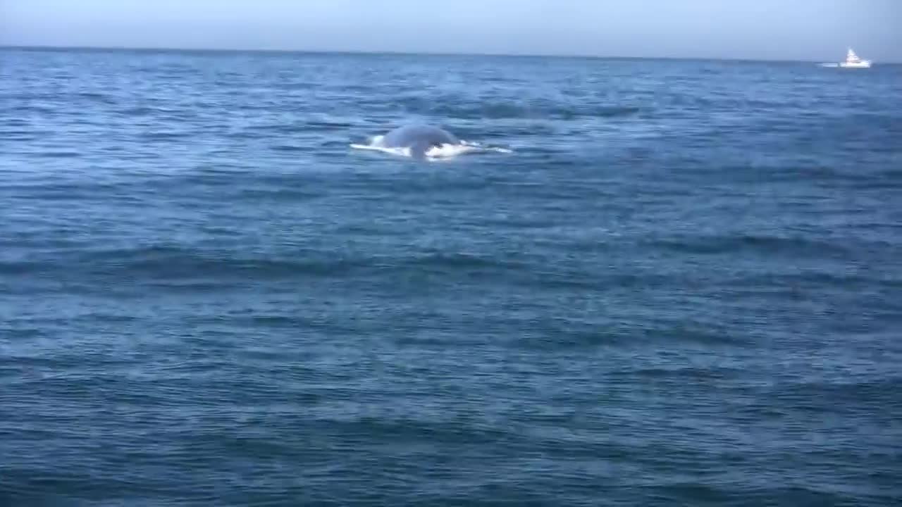 Blue Whale close encounter Newport Harbor California