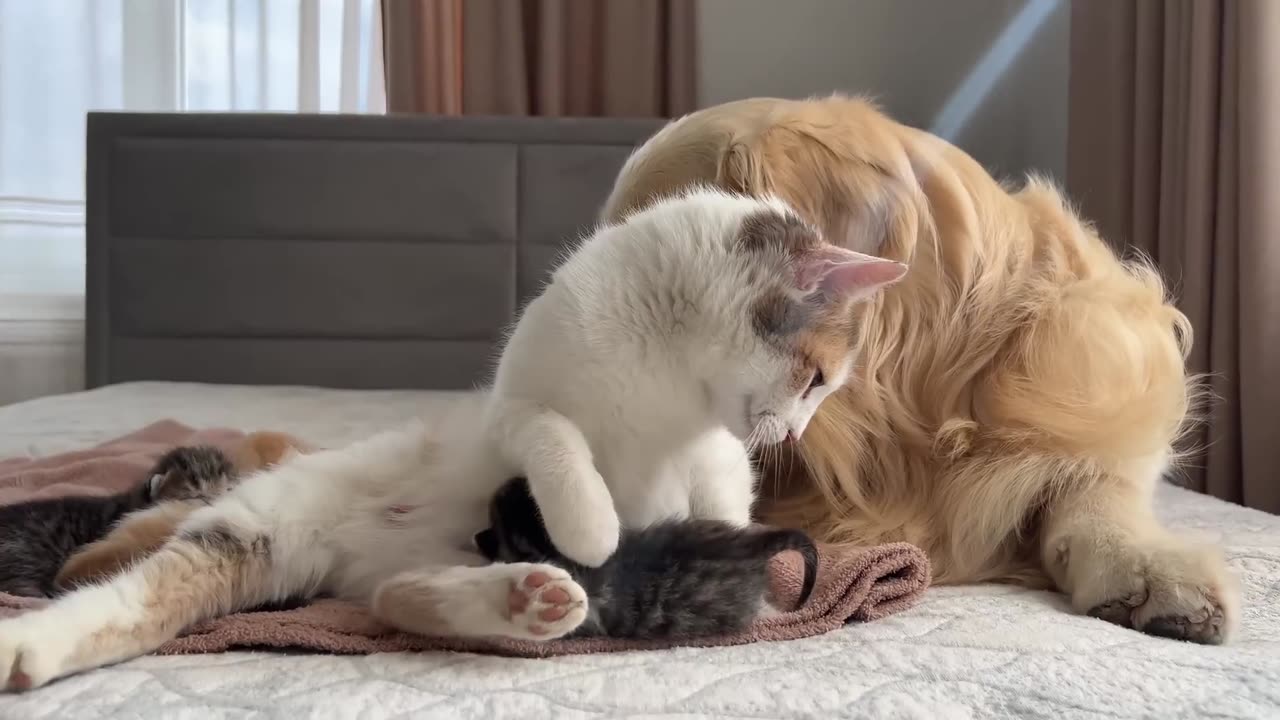 How the Golden Retriever and New Tiny Kittens Became Best Friends [Cutest Compilation]