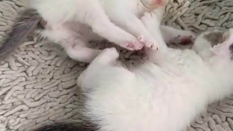 animal video, funniest animals, #funnyanimalsclub #funnyanimalslife.mp4
