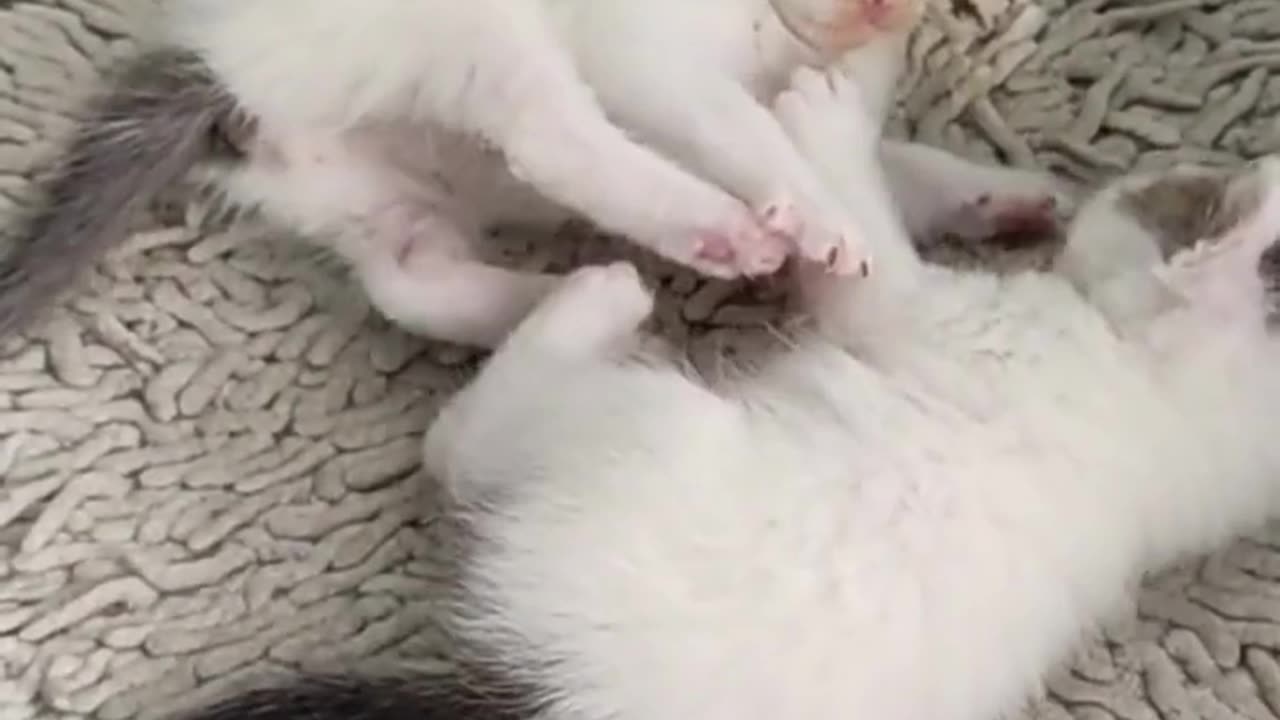 animal video, funniest animals, #funnyanimalsclub #funnyanimalslife.mp4