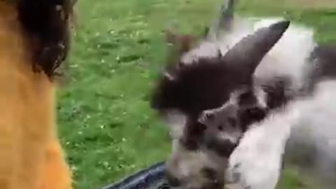 Funny goat