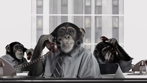 Monkey Business Service stock