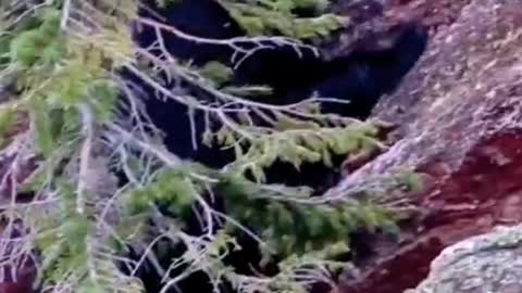 The little bear is looking for company. Why don't you see it?