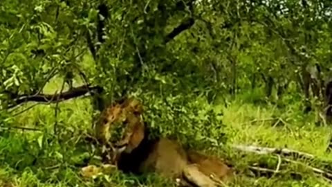 Wild life viral video || lion fitting