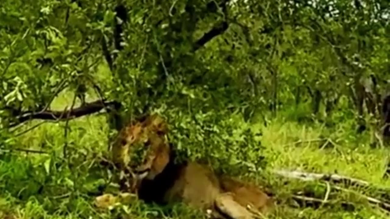 Wild life viral video || lion fitting