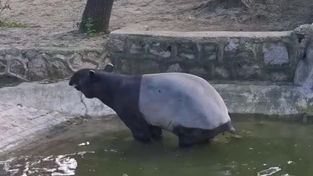 Malayan tapir