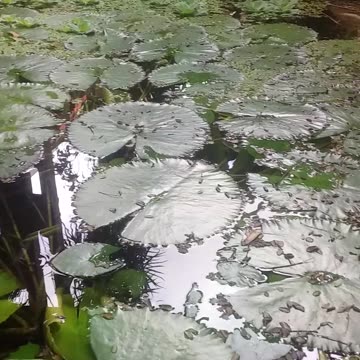 6.11.2024 From the Pond