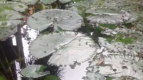 6.11.2024 From the Pond