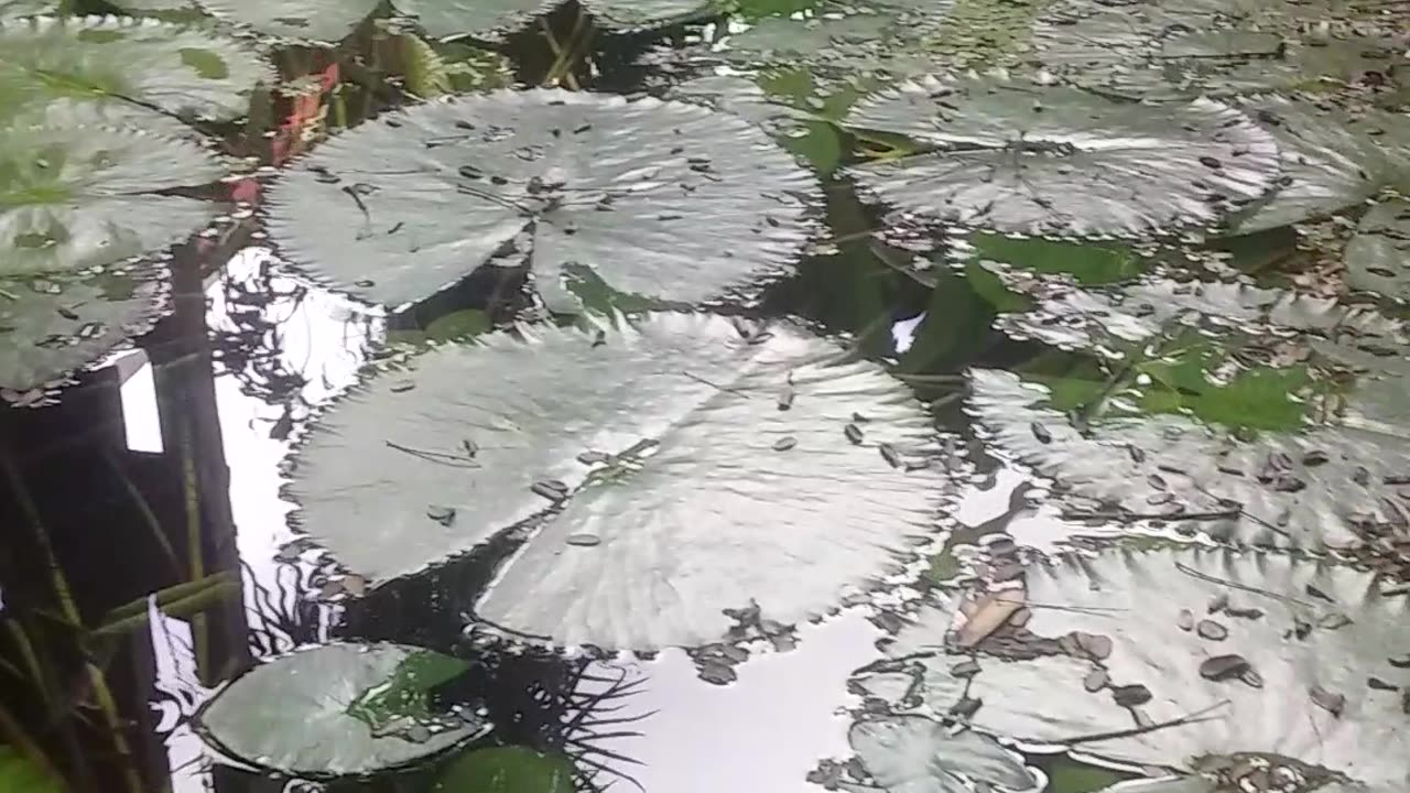 6.11.2024 From the Pond