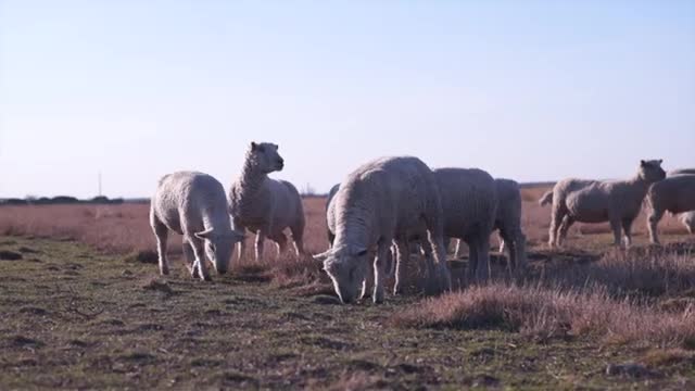 Feeding Sheep and Goats for Reproductive Success_Cut