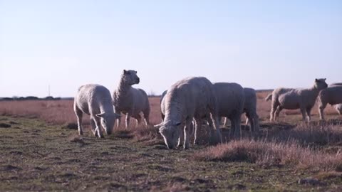 Feeding Sheep and Goats for Reproductive Success_Cut