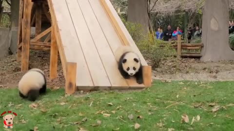 Cute panda video collection，Filmed in Chinese panda culture 2023