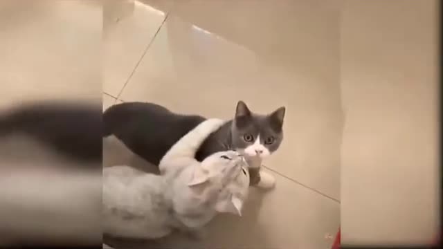 Smart cats and Funny Cats