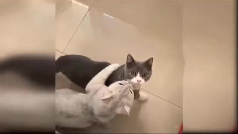 Smart cats and Funny Cats