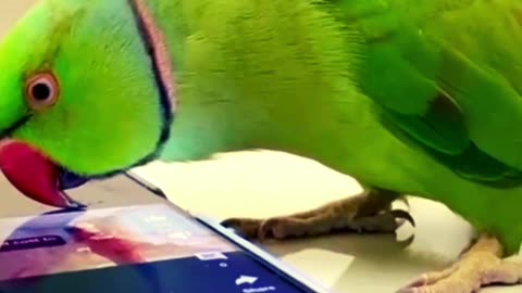 The parrot is trying to use the mobile 📱😂-