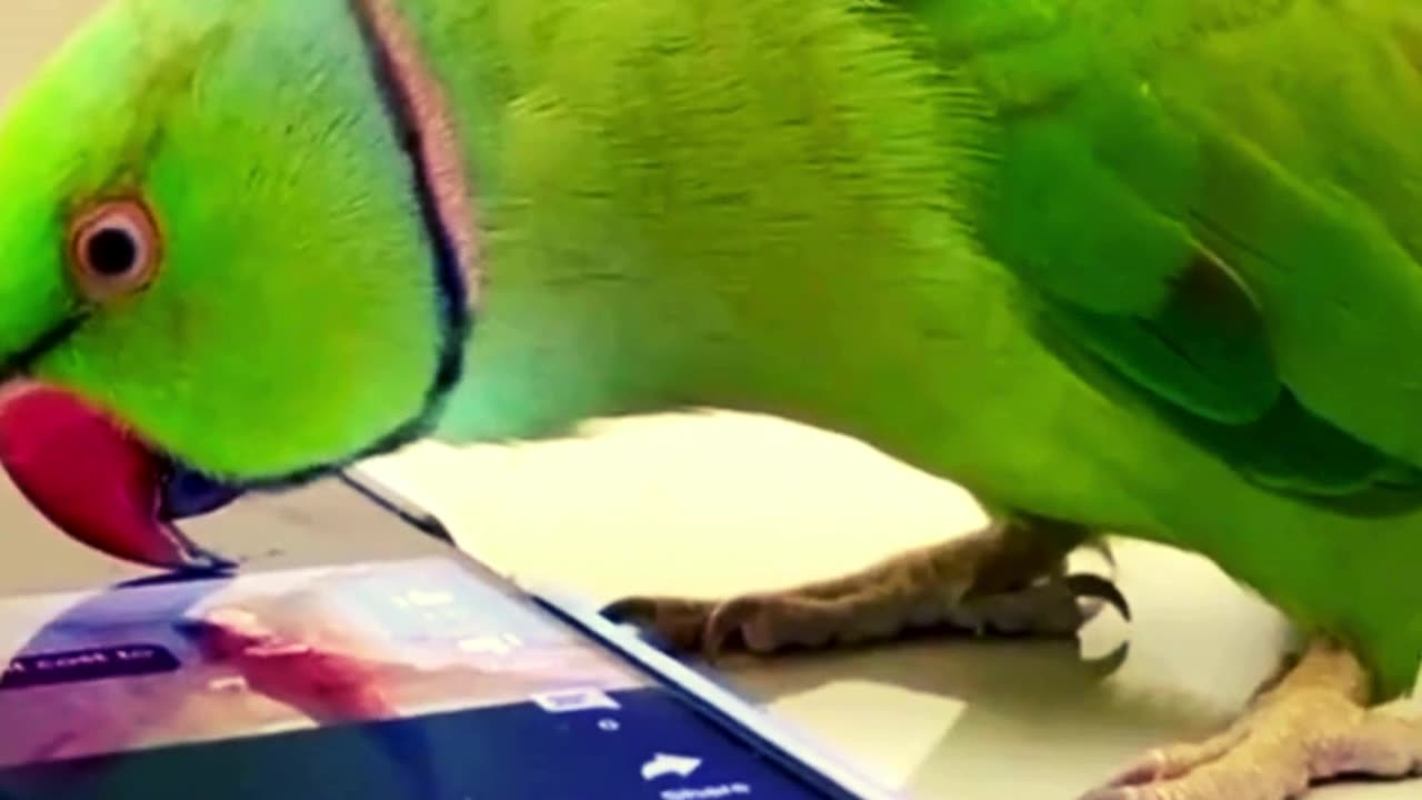 The parrot is trying to use the mobile 📱😂-