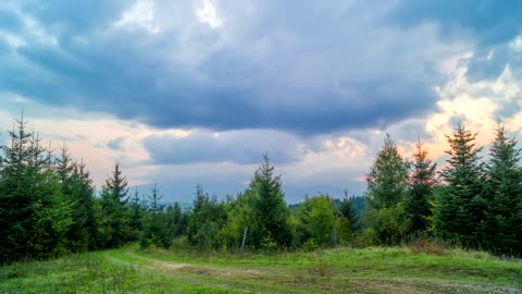 yellow sunset over the pine forest Forest Copyright Free Videos Free Stock Videos #Forest