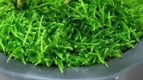 Simple green