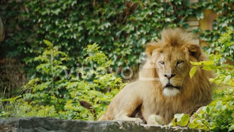 The mighty lion is carefully watching it's territory looking forward