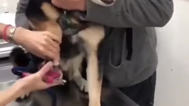 Dog funny