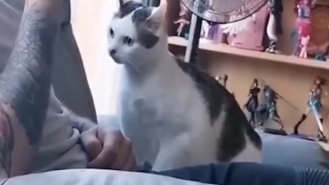 Funny cat video