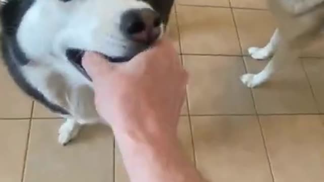 Husky REFUSES To Give Ball Back To Owner!