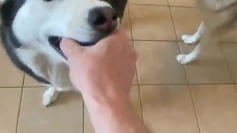 Husky REFUSES To Give Ball Back To Owner!