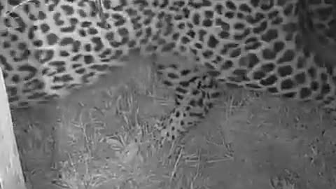 What would you do if you saw this on your ring cam?