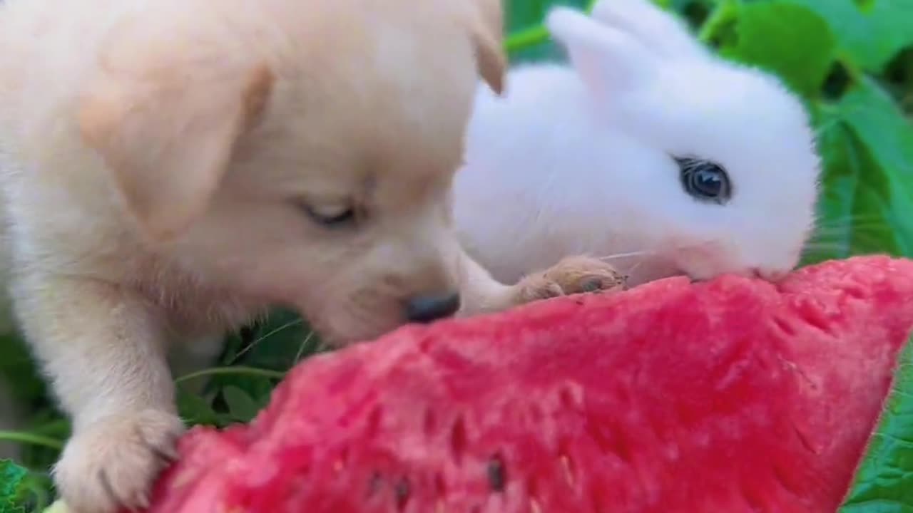 Rabbit and dog enjoying watermellon in the farm