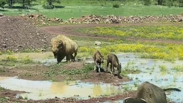 The cows went home together