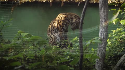 Leopard Mammal Carnivorous Feline Footage Zoo