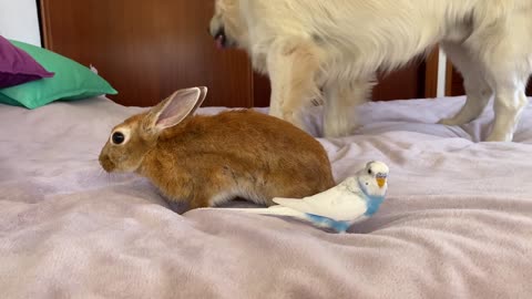 It is impossible to Believe! Dog, Rabbit and Budgie Together on my Bed