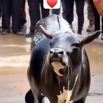 Regardez ce video 4433