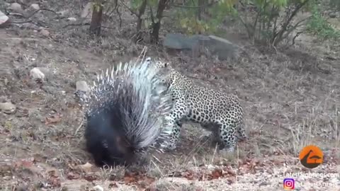 Silly leoperd taking on porcupine at high speed will make your day part 1