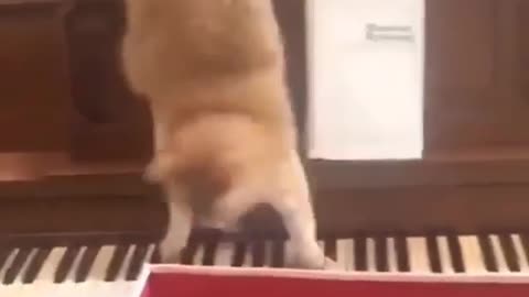 funny cat on the piano