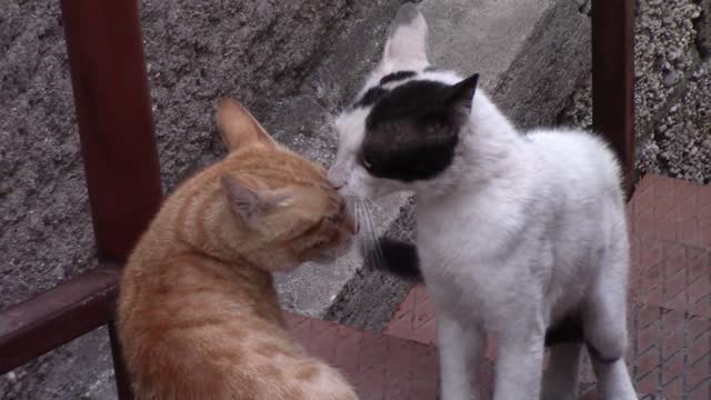 This is a great battle between two cats