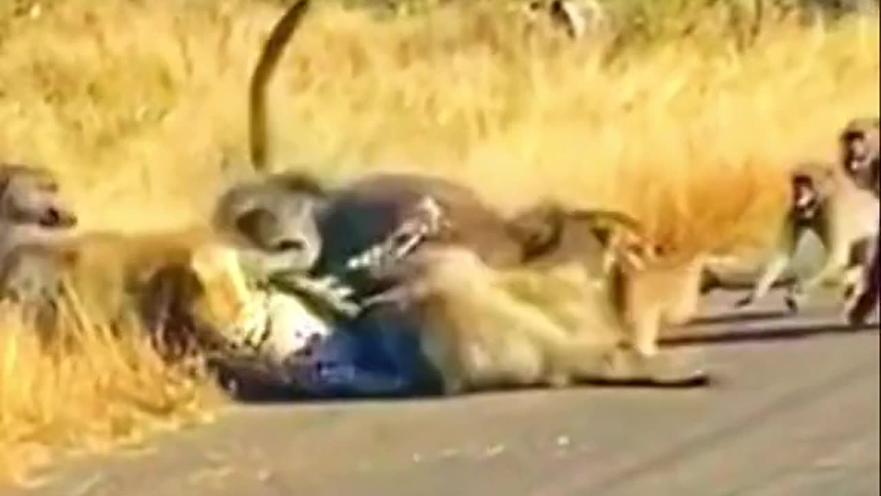 Tiger and Baboon fight