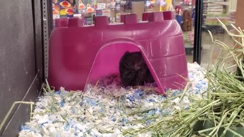 Exploring Pets