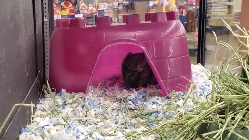 Exploring Pets