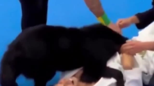 Good boy gets kicked out of jiu jitsu tournament for protecting owner during match