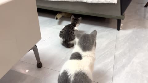 Have you ever seen a kitten playing with a plastic bag like this interesting