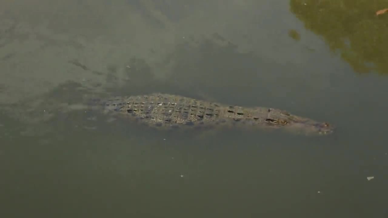 Don't call me a crocodile