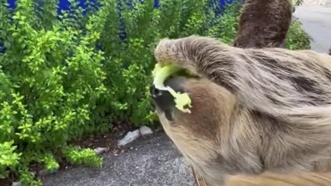 The sloth really doesn't seem to want to move