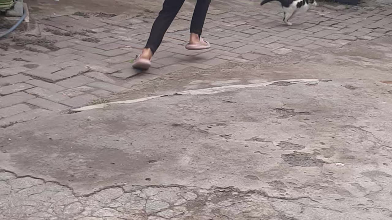 Little girl chasing kittens