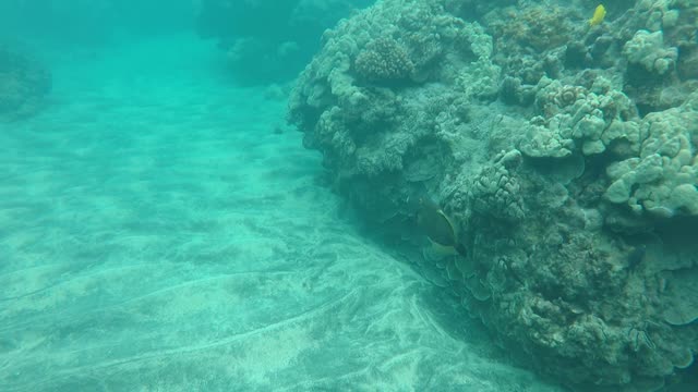 Ugly reef fish of Hawaii