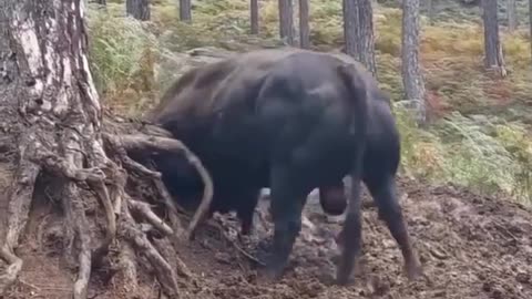 real life Bulldozer