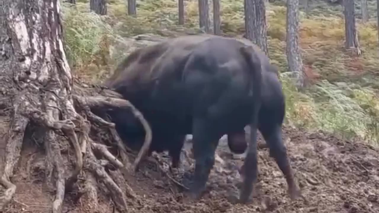 real life Bulldozer