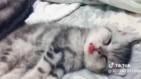 Short Funny Cute Cat Video