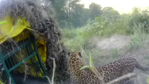 Leopard are so smart .