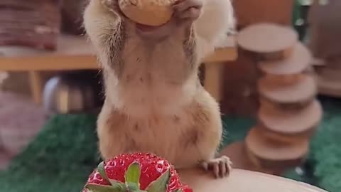 Strange animals